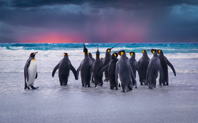 Pinguine_Networking